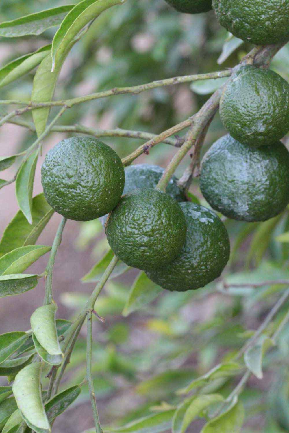            Immature fruit (Riverside, CA)   